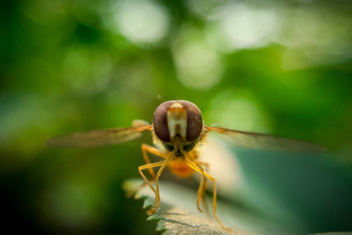 Insect Photography